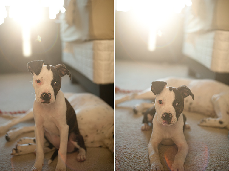 Baylor the puppy at 13 weeks.  Sun flare photo